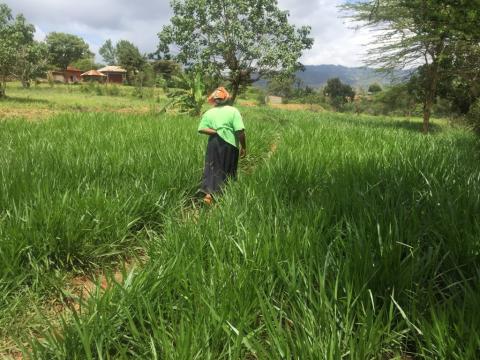 Farmer walking though Brachiaria field (Makueni county, Kenya)