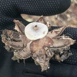 One of the striated Earthstars (Geastrum striatum) discovered on the urban ecology field course.  Picture: Rob Tingle