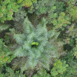 Aerial photograph from EFForTS-BEE which tests how planting of diverse tree islands affects oil palm ecosystems. Photograph Watit Khokthong.