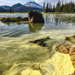 an algal bloom at Sparks lake, Oregon. Picture: Pixabay