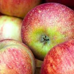 A basket of rosy apples
