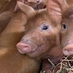 Pigs on a farm in the study Picture: Harriet Bartlett