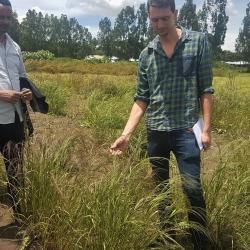 Finger millet from trials investigating response to contrasting fertiliser rates.
