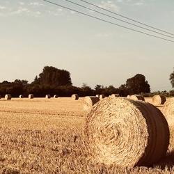 Cambridge Global Food Security to lead a new project funded by Isaac Newton Trust