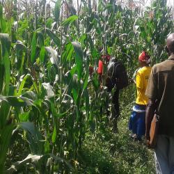 Fighting a Destructive Crop Disease with Mathematics 