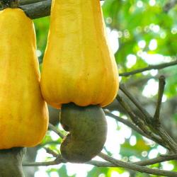 Forests and food security - new report launched
