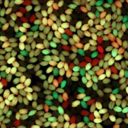 Unlocking Crop Diversity by Manipulating Plant Sex