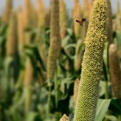 Millet2
