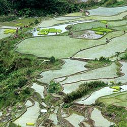 rice590x288
