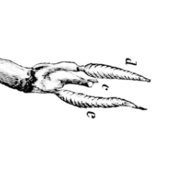 Diagram of Teredo Navalis a ship worm