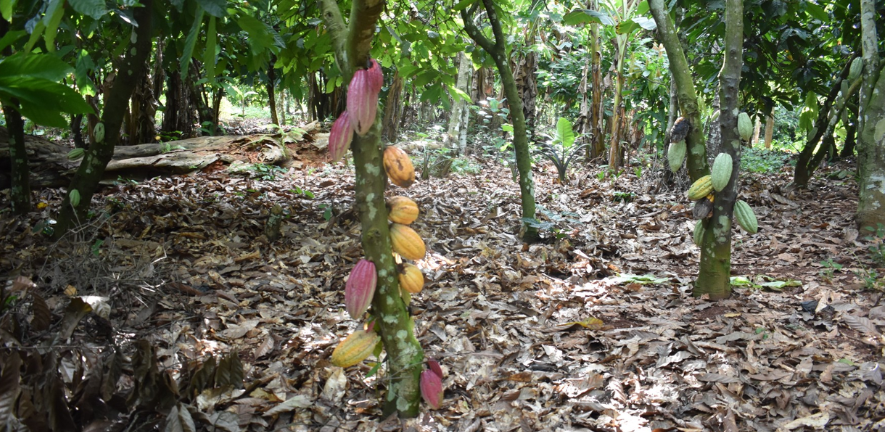Cocoa plantation Picture by Thomas Addoah