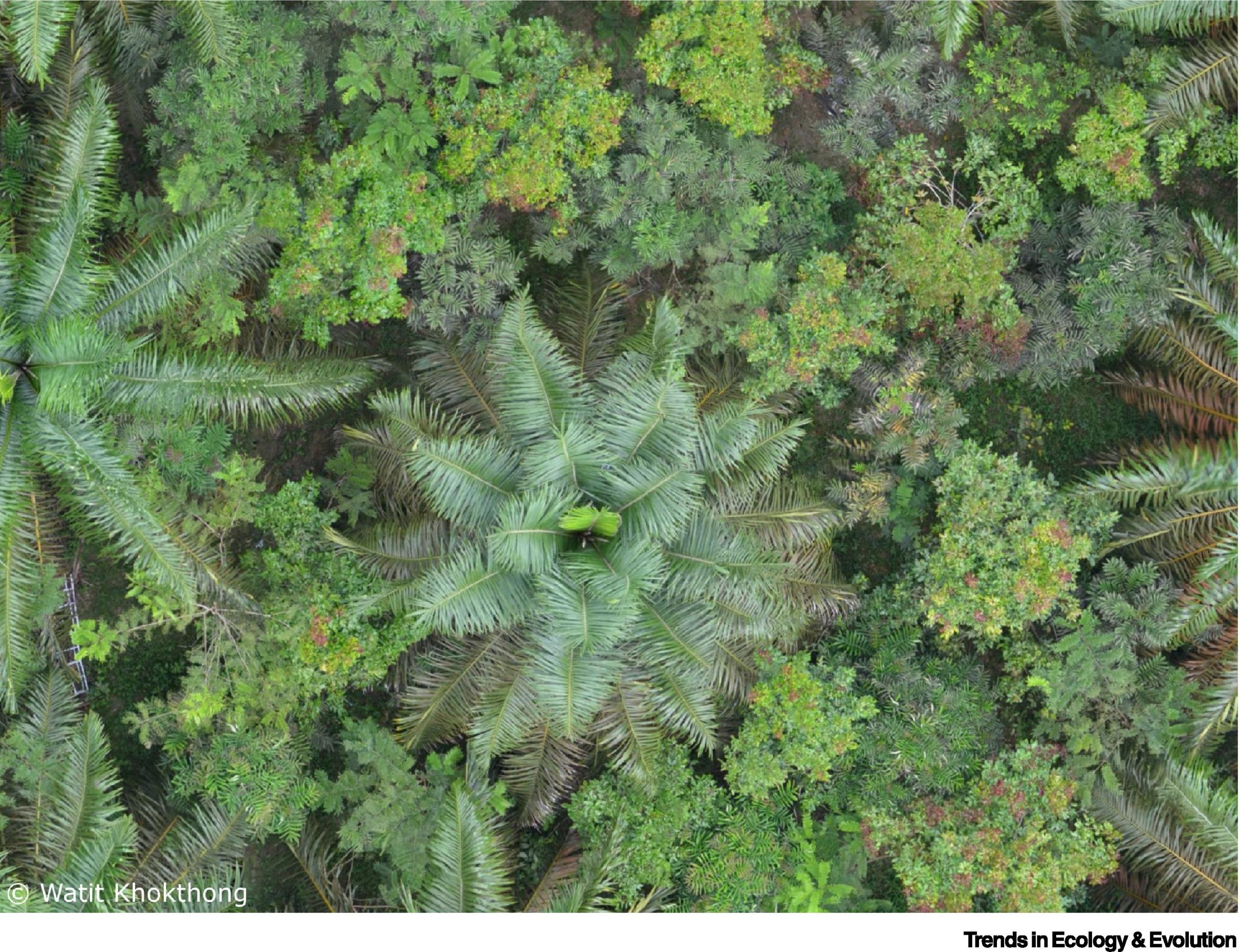 Aerial photograph from EFForTS-BEE which tests how planting of diverse tree islands affects oil palm ecosystems. Photograph Watit Khokthong. Aerial photograph from EFForTS-BEE which tests how planting of diverse tree islands affects oil palm ecosystems. Photograph Watit Khokthong.