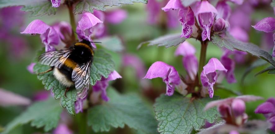 bumblebee on dead nettles Image by Annette Meyer from Pixabay Bumblebee on dead nettles Image by Annette Meyer from Pixabay