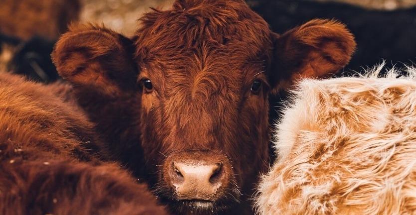 A young cow stares out from amidst a herd. A young cow stares out from amidst a herd.