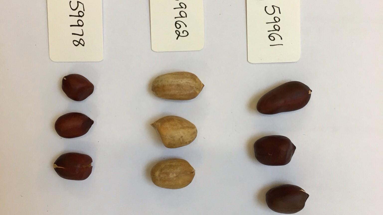 Basse and Burukusoo seeds. Picture: Dr Susannah Chapman Basse and Burukusoo seeds. Picture: Dr Susannah Chapman