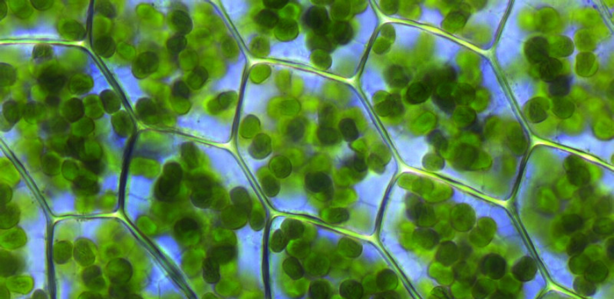 Plant cells with visible chloroplasts (from a moss, Plagiomnium affine) Photo by Kristian Peters