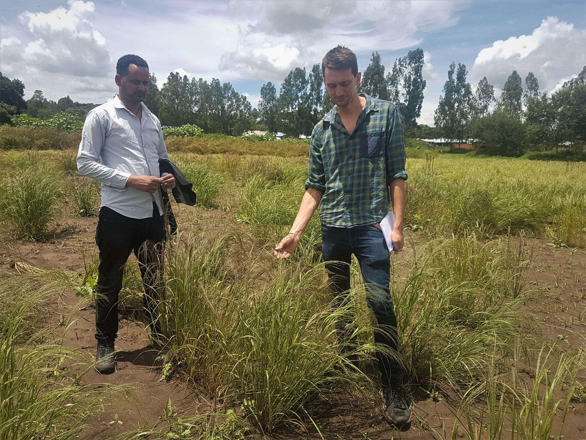 Finger millet from trials investigating response to contrasting fertiliser rates.