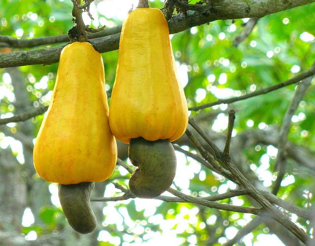 Cashews Forests and food security - new report launched
