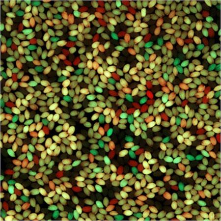 Photograph of Arabidopsis seed that are designed to inherit different fluorescent colour combinations, depending on recombination. Using these seed the authors were able to identify genes that control recombination in thale cress (Arabidopsis). Unlocking Crop Diversity by Manipulating Plant Sex