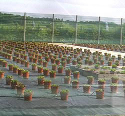 NIAB Innovation Farm Key Challenge Event: Meeting Future Energy and Food Demands
