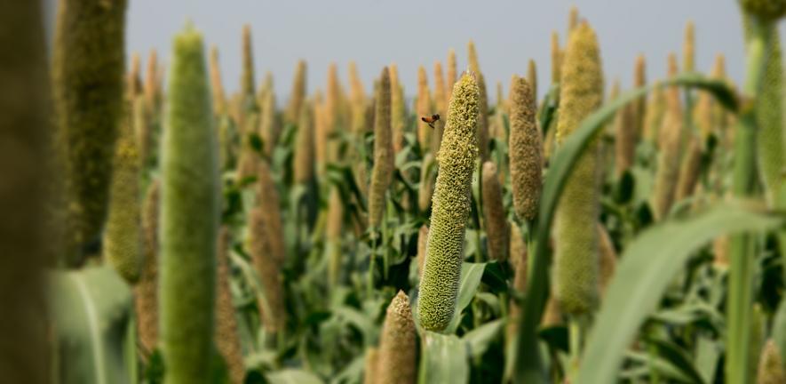Millet2 Millet2