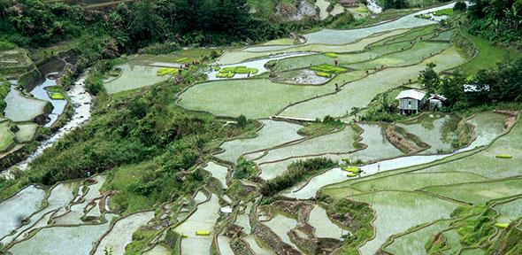 rice590x288 rice590x288
