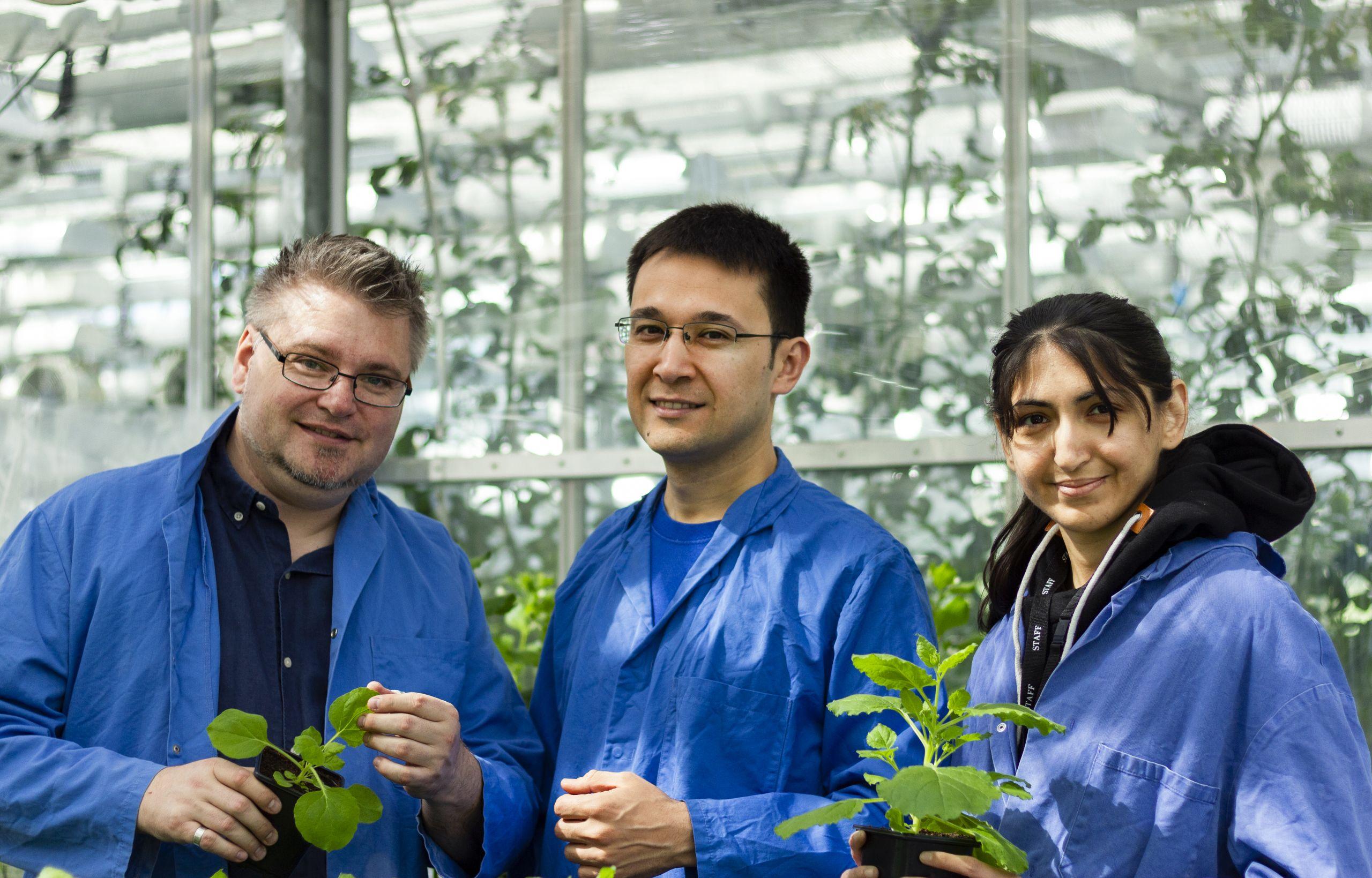 Sebastian Schornack (left), Temur Yunusov (middle) and Midhat Ubaid (right) at the Sainsbury Laboratory, University of Cambridge. None