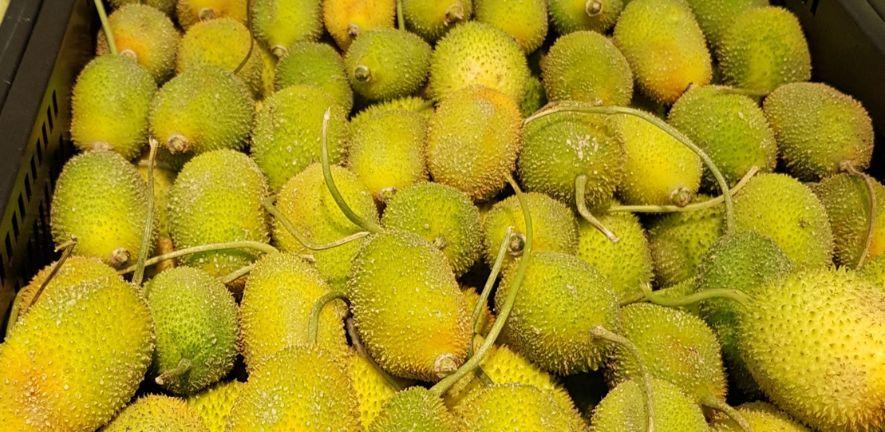 Photo by Challiyan from Wikipedia Commons. Description: Momordica dioica, commonly known as spiny gourdor spine gourd and also known as bristly balsma pear, prickly carolaho, teasle gourd, kantola, is a species of flowering plant in the gourd family. It Photo by Challiyan from Wikipedia Commons. Description: Momordica dioica, commonly known as spiny gourdor spine gourd and also known as bristly balsma pear, prickly carolaho, teasle gourd, kantola, is a species of flowering plant in the gourd family. It