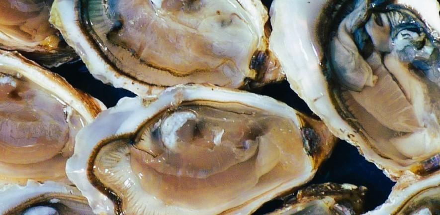 Oysters image by Jean Louis Tosque (Pixabay) Oysters image by Jean Louis Tosque (Pixabay)