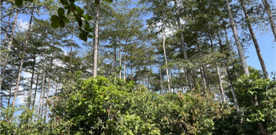 Fieldwork Cote d’Ivoire, 2023 (Cocoa agroforestry farm, Abengourou, Cote d’Ivoire) Fieldwork Cote d’Ivoire, 2023 (Cocoa agroforestry farm, Abengourou, Cote d’Ivoire)