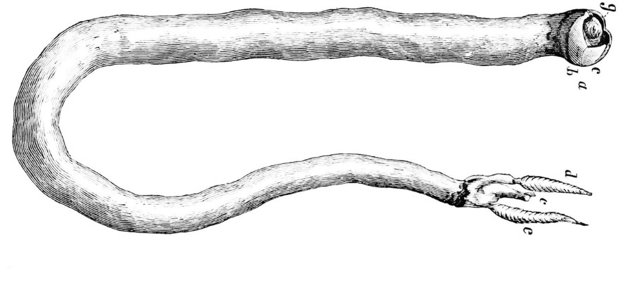 Teredo navalis from Popular Science Monthly, September 1878 Diagram of Teredo Navalis a ship worm