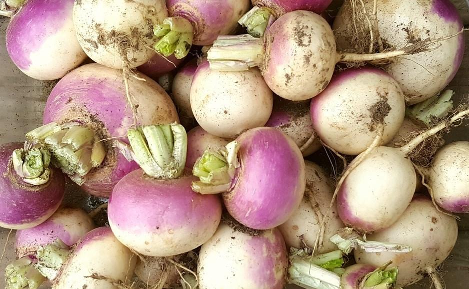 Lots of pink and white turnips image: Pixabay Lots of pink and white turnips image:Pixabay
