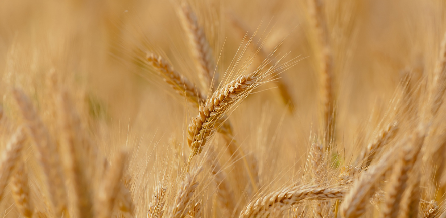 Wheat - image by Candiix from pixabay