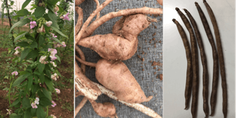 Yam bean plant in flower, tubers and bean pods. Photo: Nadia Radzman Yam bean plant in flower, tubers and bean pods. Photo: Nadia Radzman