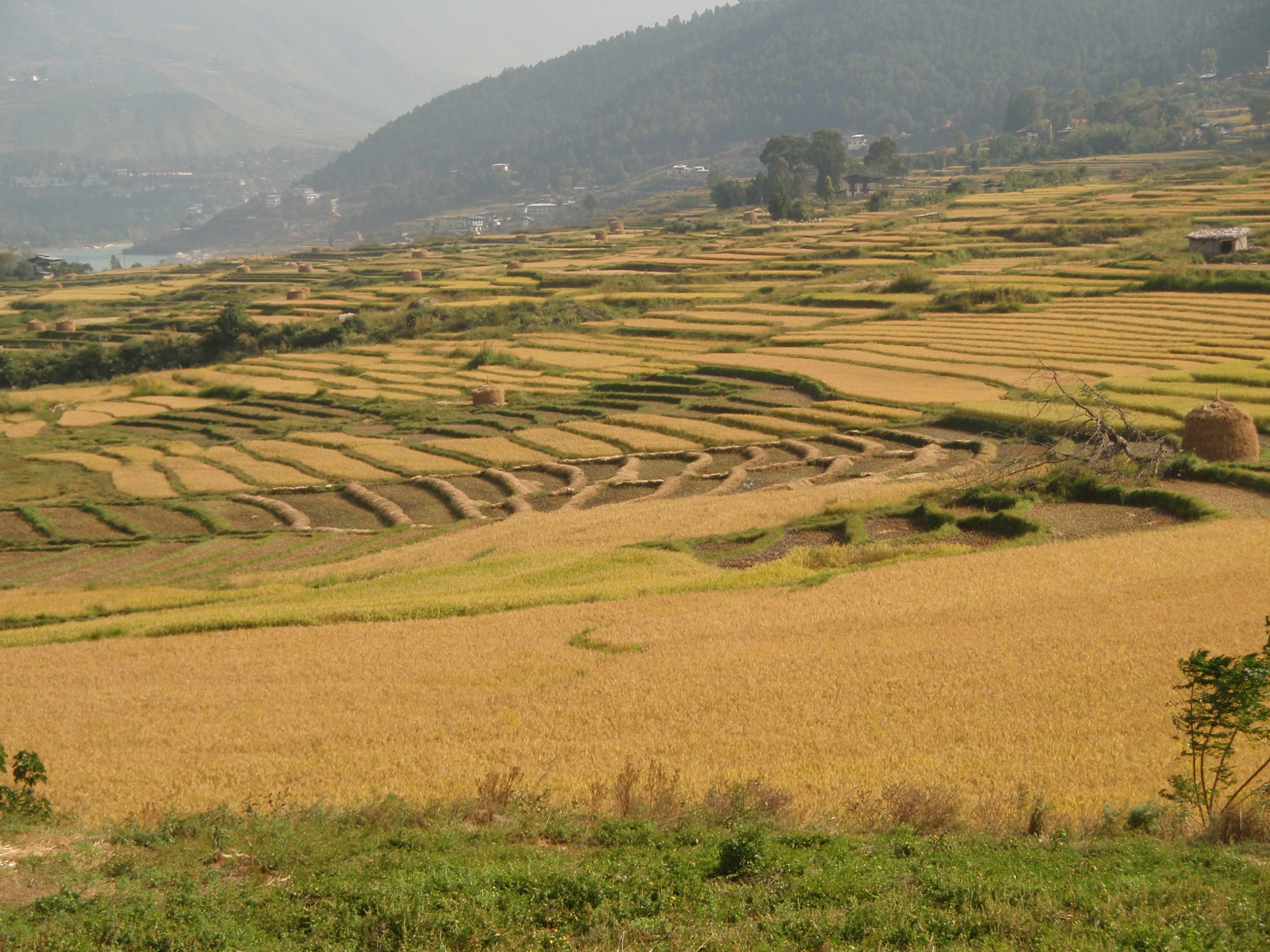 Fields in Bhutan Nov 2009 /Gill Rands