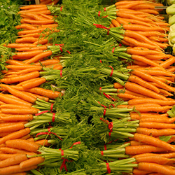 Square Carrot
