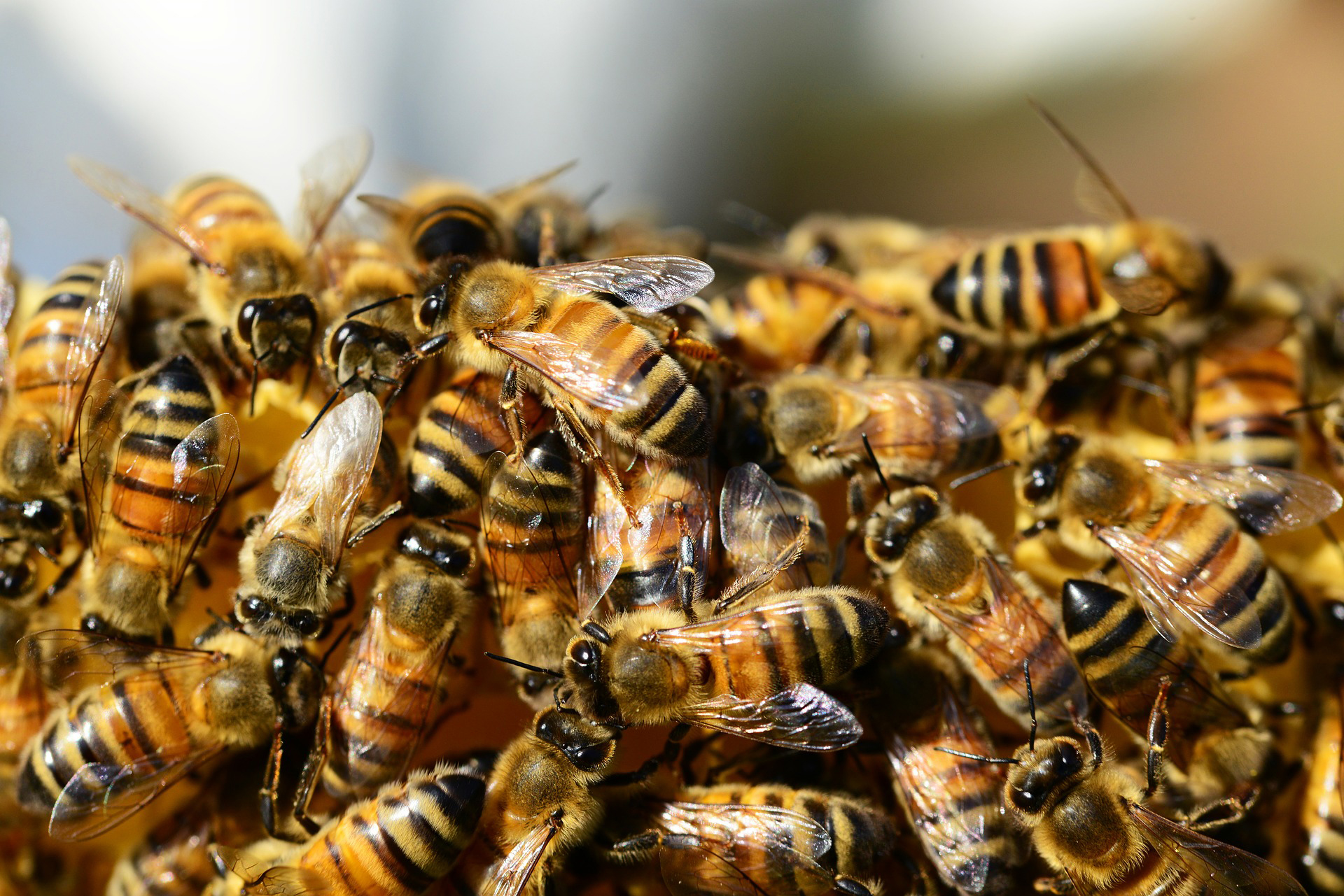 honey bees 326334 1920