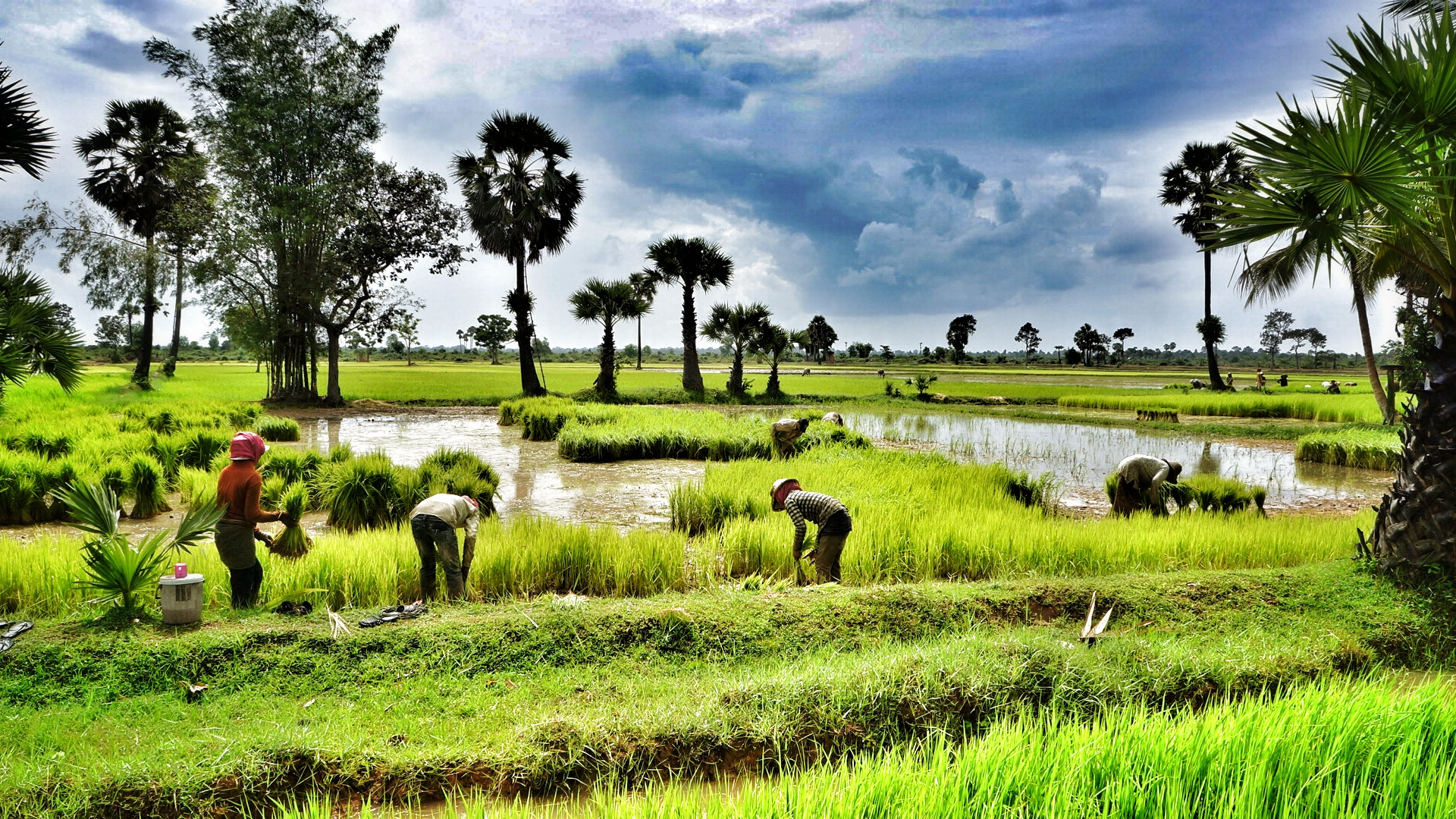Siem Reap Rice fields ND Strupler Creative Commons 2012