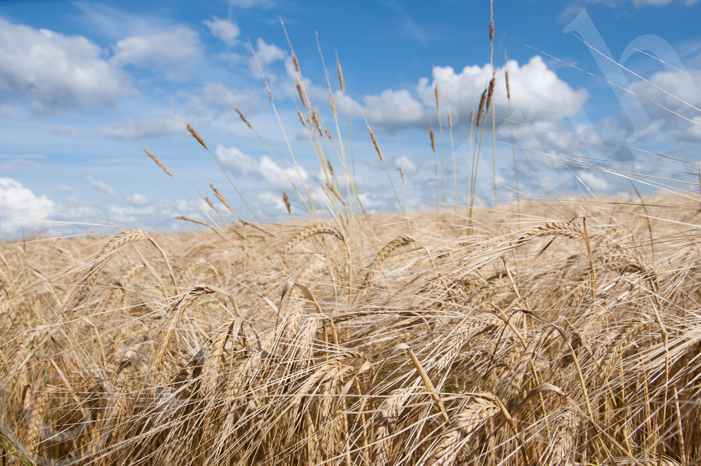 wheat_field4 Creative Commons 2012
