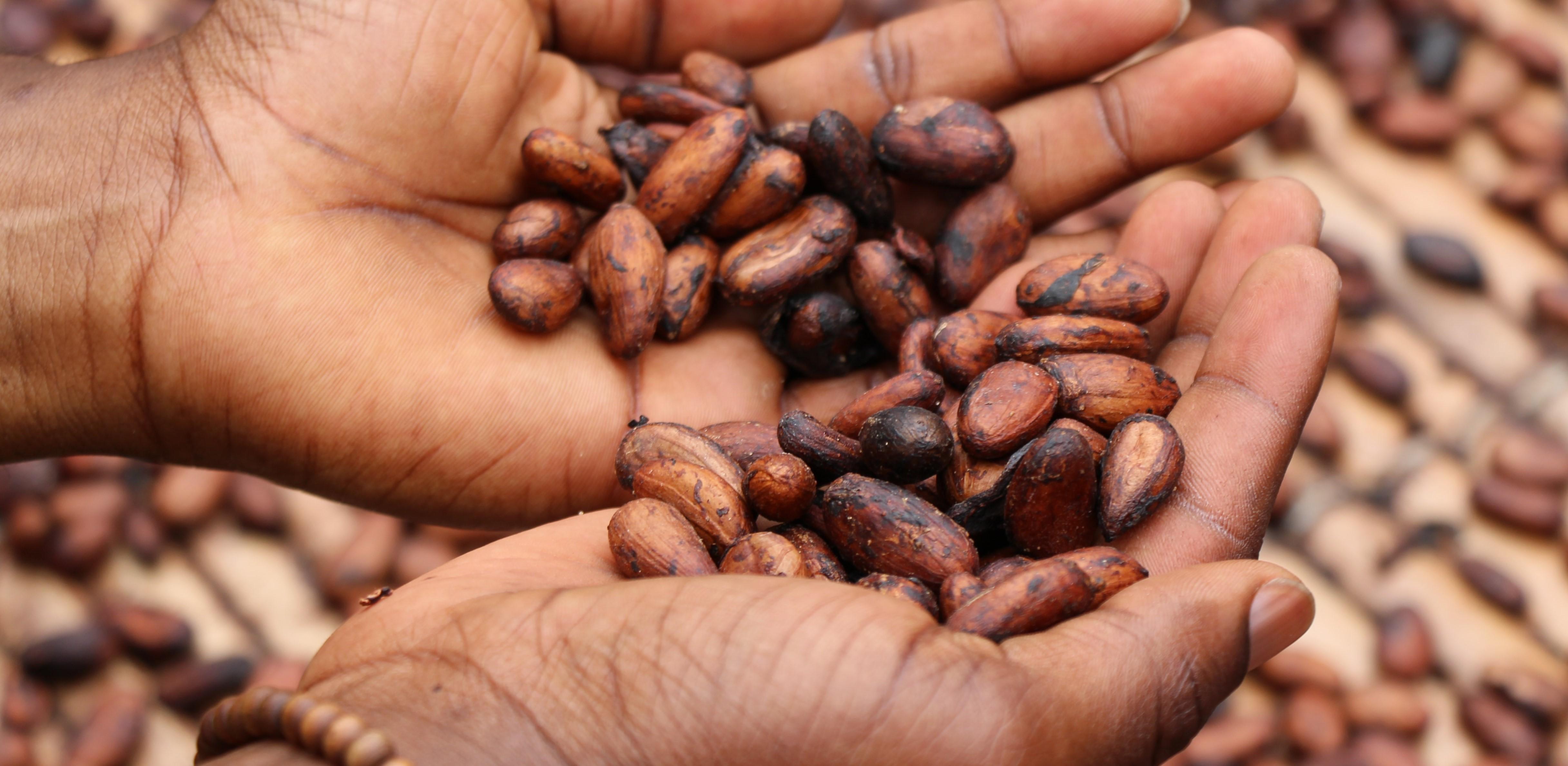 Hands holding coffee beans Photo by Etty Fidele Unsplash