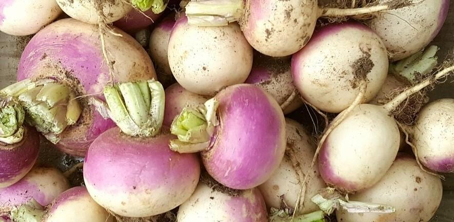 Lots of pink and white turnips image:Pixabay