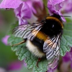 Bumblebee on dead nettles Image by Annette Meyer from Pixabay 