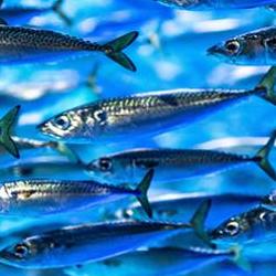 Read more at: Nutritious fish stocks are being squandered by salmon farming, say scientists
