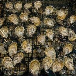 Read more at: Urban aquaculture of bivalves, an attractive promise for delivering food and economic security in a world with increasing demands for resource availability