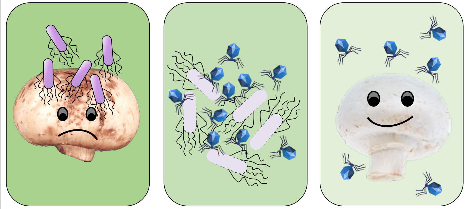 bacteriophages preventing brown blotches on fungi.  Illustration: Jessica Bergman