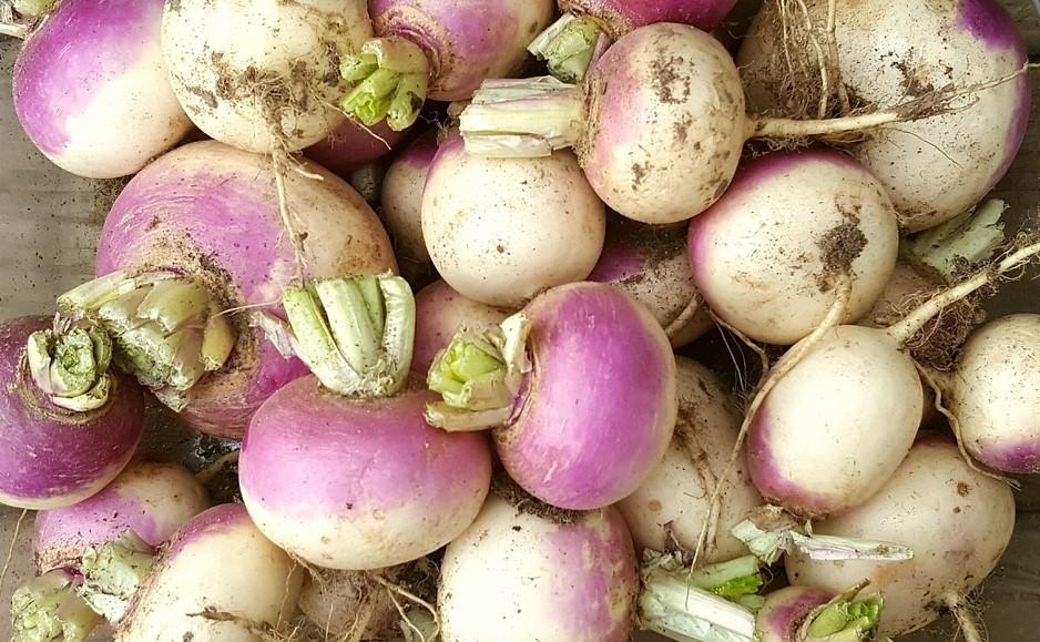 Lots of pink and white turnips image:Pixabay